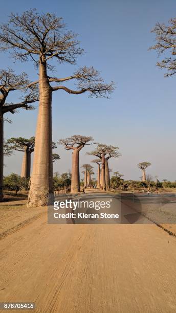 baobab trees in madagascar - madagascar boa stock pictures, royalty-free photos & images