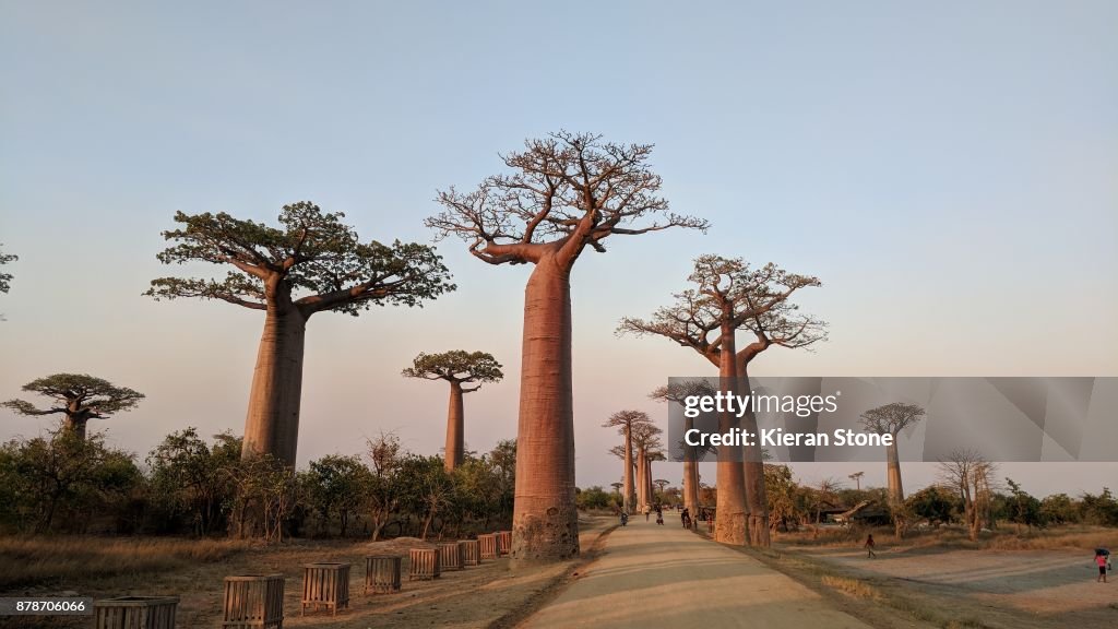Avenue of Baobabs