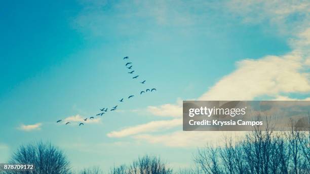 low angle view of birds flying against blue sky - migração de animais imagens e fotografias de stock