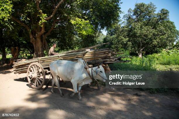 large bamboo poles are transported by ox cart, ava (innwa), mandalay, myanmar - ava hardy stock pictures, royalty-free photos & images
