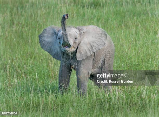 elephant - call of the wild 個照片及圖片檔