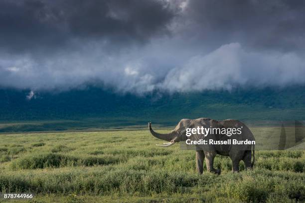 elephant - ngorongoro conservation area stock pictures, royalty-free photos & images