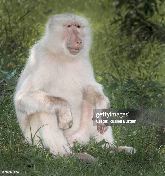 baboon - albino monkey stock pictures, royalty-free photos & images