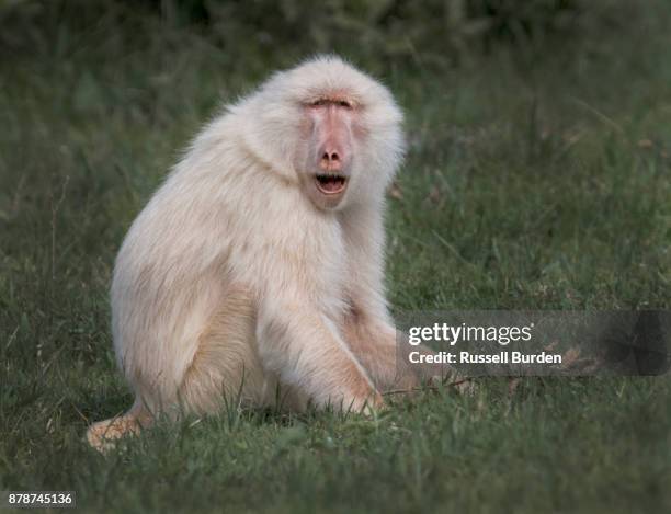 baboon - albino monkey stock pictures, royalty-free photos & images