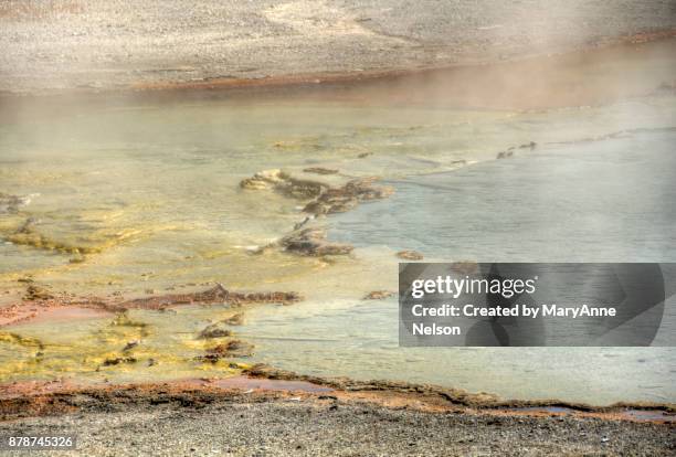 micro organism colors by steam yellowstone - micro organism stock-fotos und bilder