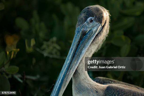 pelicano primer plano - primer plano stock-fotos und bilder