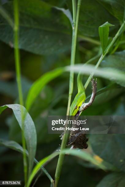 green tree snake devours frog, ava (innwa), mandalay, myanmar - tree snake stock pictures, royalty-free photos & images