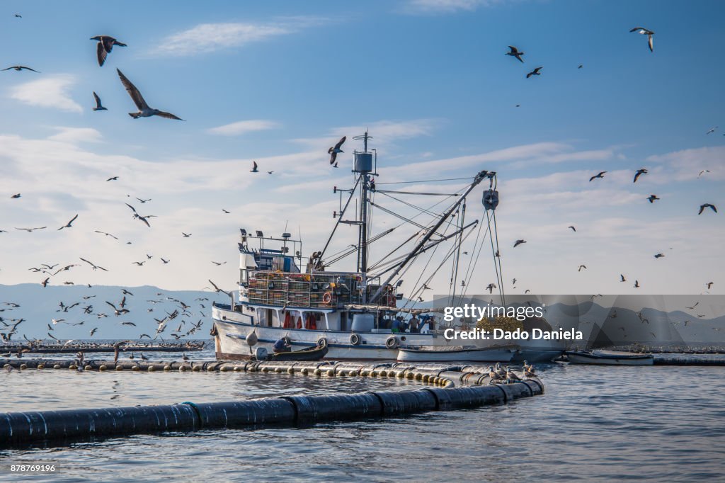 Fisherman Boat