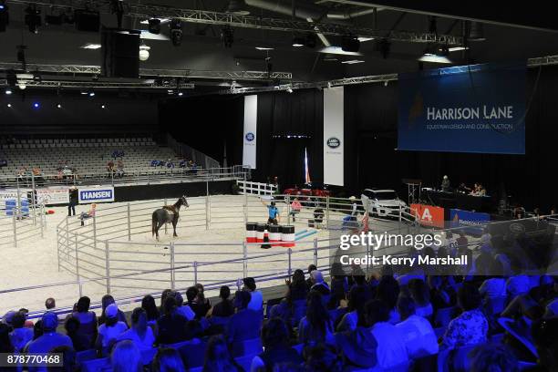 Tui Teka works with his horse in the Way of the Horse Challenge during 2017 Equitana Auckland on November 25, 2017 in Auckland, New Zealand.