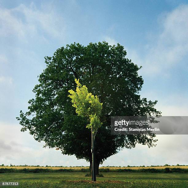 young and old oak trees - jong boompje stockfoto's en -beelden