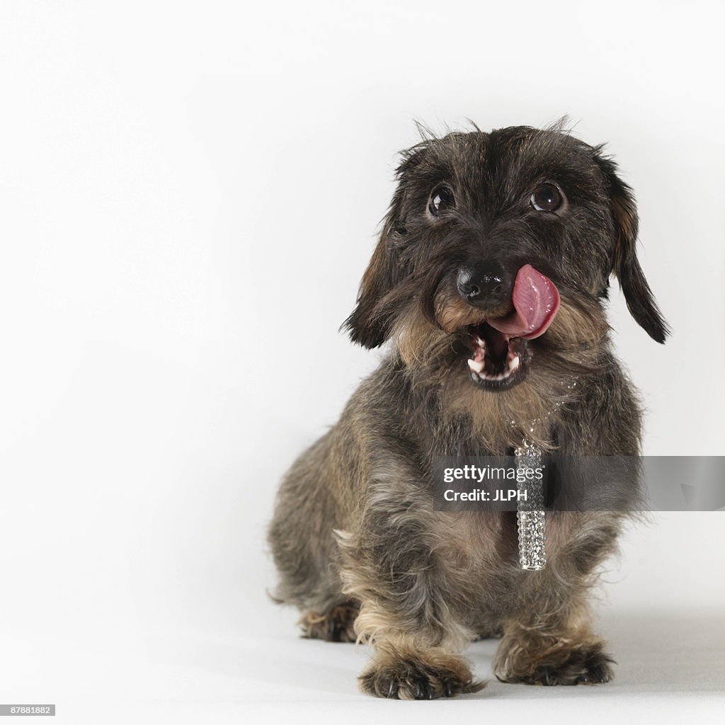 Dog wearing jewelry,  licking chops