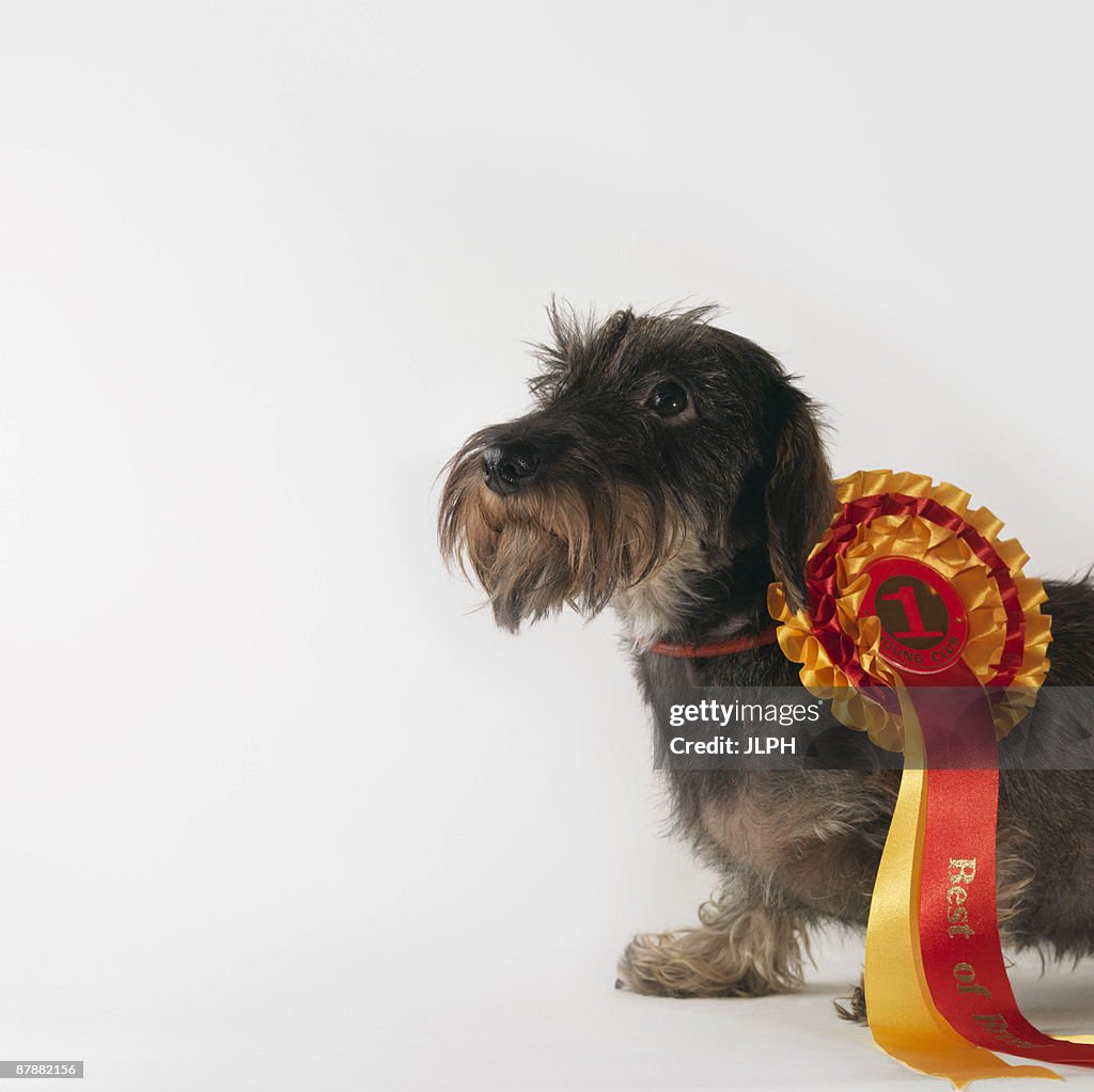 Dog wearing first prize ribbon