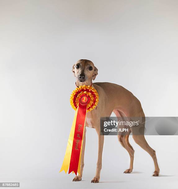 First Place Dog Ribbon First Place Ribbon Photos and Premium High Res Pictures - Getty Images