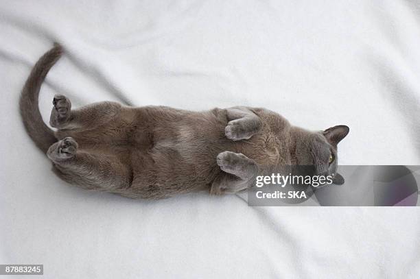 burmese cat with paw raised - burmese cat fotografías e imágenes de stock