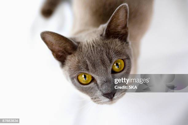 burmese cat looking to camera - burmese cat stock-fotos und bilder