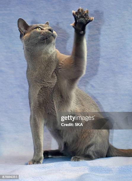 burmese cat with paw raised - burmese cat stock-fotos und bilder