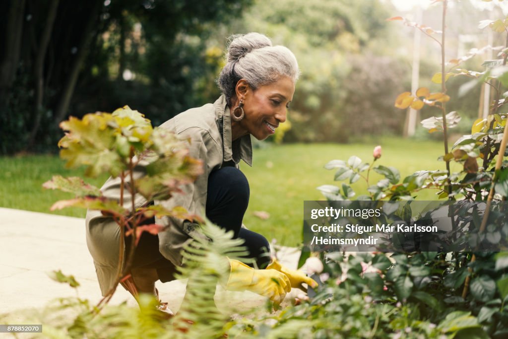 Mujer senior jubilada jardinería en patio trasero