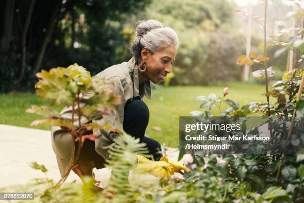 retired senior woman gardening in back yard - enjoying home in garden stock pictures, royalty-free photos & images