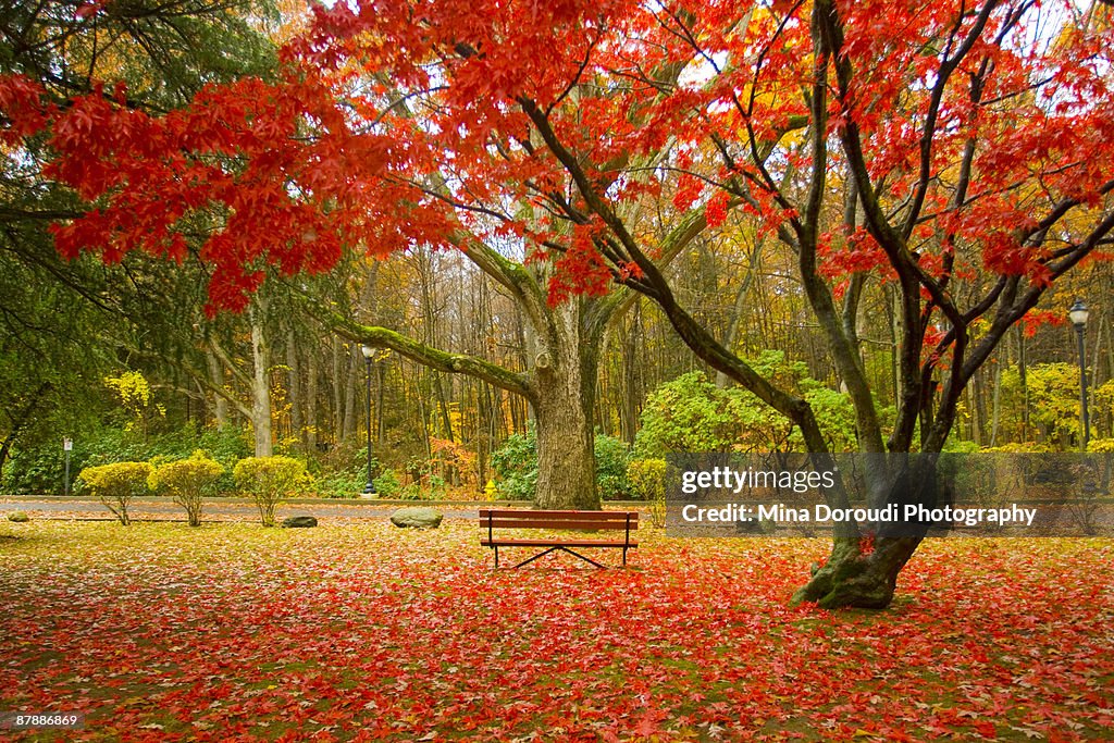 Red Chair and a Red Carpet