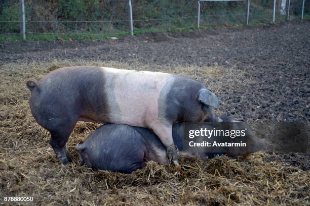 Copulating Hogs 127 Mating Pigs Stock Photos, High-Res Pictures, and Images - Getty Images