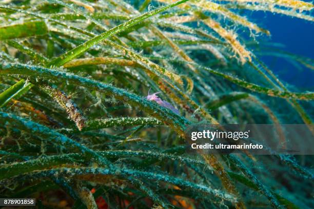 sea life nudibranch on seagrasses underwater sea life scuba diver point of view posidoniaceae - sea grass stock pictures, royalty-free photos & images