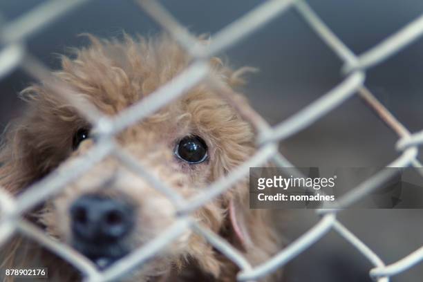 stray dog behind fence,homeless dog lonely,dirty dog alone face - red dirt stockfoto's en -beelden