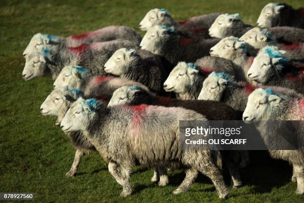Herdwick sheep meander on Wansfell, a hill in the Lake District National Park, near the town of Ambleside, northern England on November 24, 2017. /...