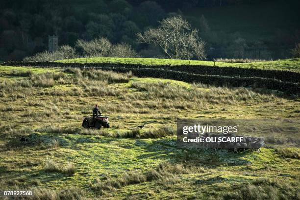 Hill farmer Pip Simpson rounds up Herdwick sheep on his farm on Wansfell, a hill in the Lake District National Park, near the town of Ambleside,...