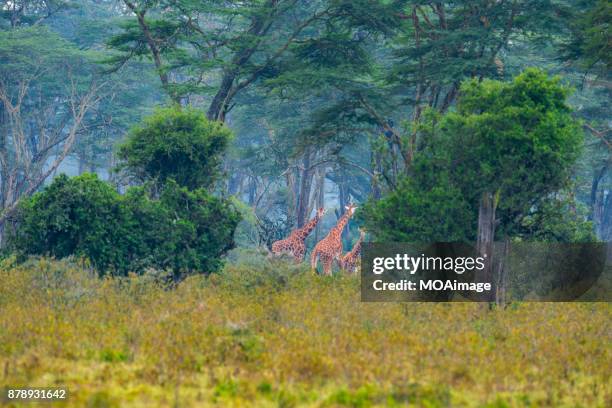 Do Giraffes Lay Down Photos and Premium High Res Pictures - Getty Images