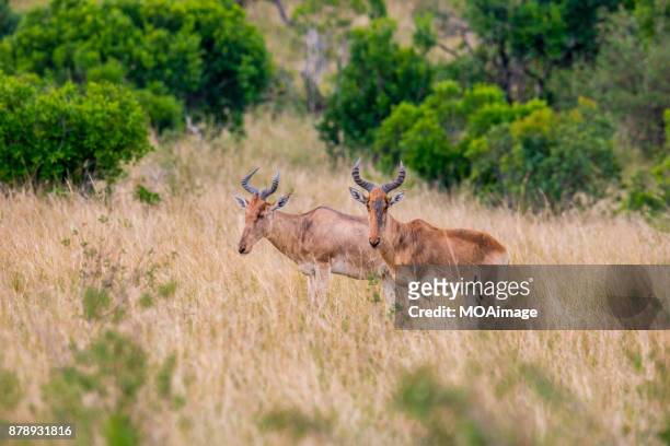 two hartebeests in savanna - hartebeest stock pictures, royalty-free photos & images
