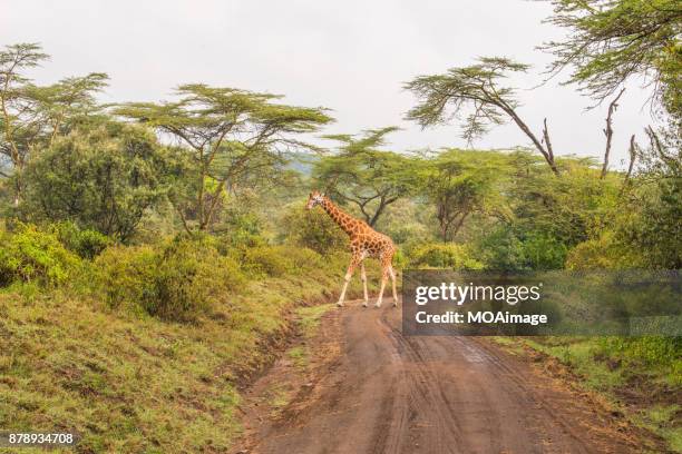 Do Giraffes Lay Down Photos and Premium High Res Pictures - Getty Images