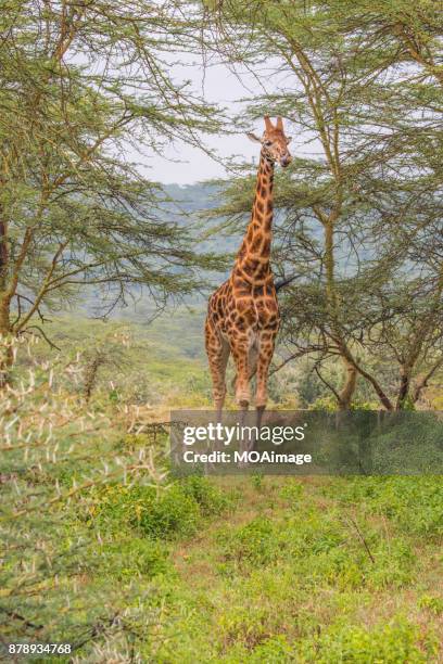 102 Do Giraffes Lay Down Stock Photos, High-Res Pictures, and Images