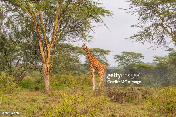 Do Giraffes Lay Down Photos and Premium High Res Pictures - Getty Images