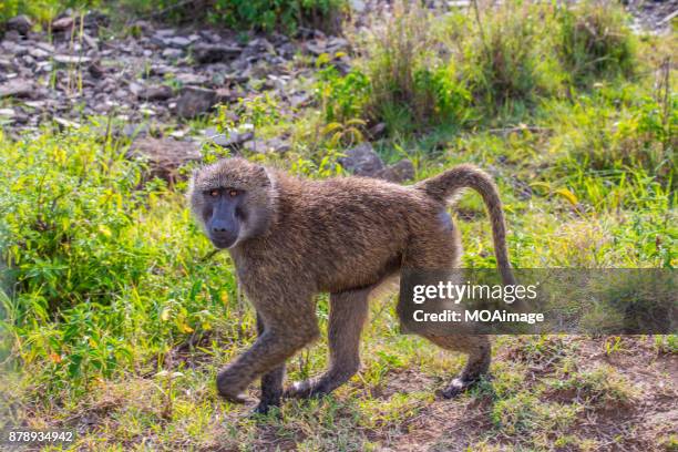a papio cynocephalus in the savannah - male baboon stock pictures, royalty-free photos & images