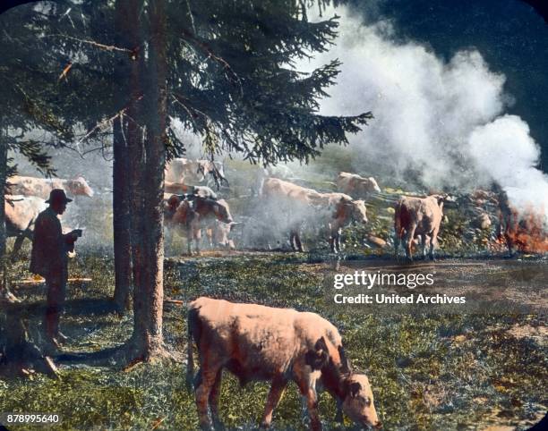 Pasture in Grafenau. A herd of cows grazing in a forest clearing and feasting spicy herbs with ease. The shepherd has turned on a fire whose smoke...