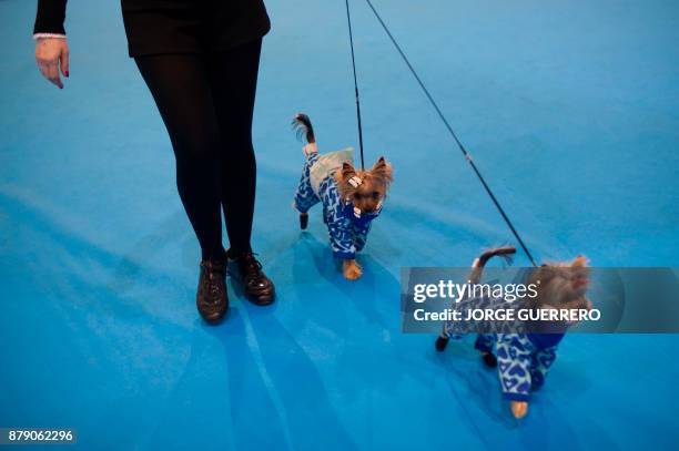 Woman walks her dogs during the sixth edition of the "Mi Mascota" fair in Malaga on November 25, 2017. / AFP PHOTO / JORGE GUERRERO