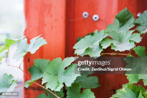 Grapevine Grapevine