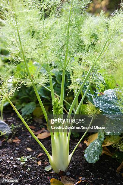 fennel growing out of the ground - フェンネル ストックフォトと画像
