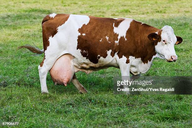 montbeliard dairy cow, side view - euter stock-fotos und bilder
