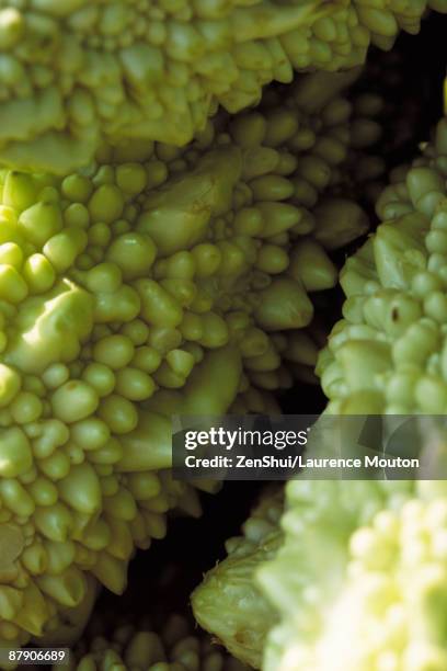 623 Bumpy Vegetable Stock Photos, High-Res Pictures, and Images - Getty ...
