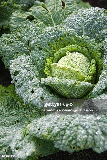 savoy cabbage, close-up - savoykål bildbanksfoton och bilder