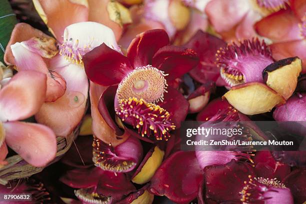 shivalinga flowers (couroupita guianensis) - cannonball tree stock pictures, royalty-free photos & images