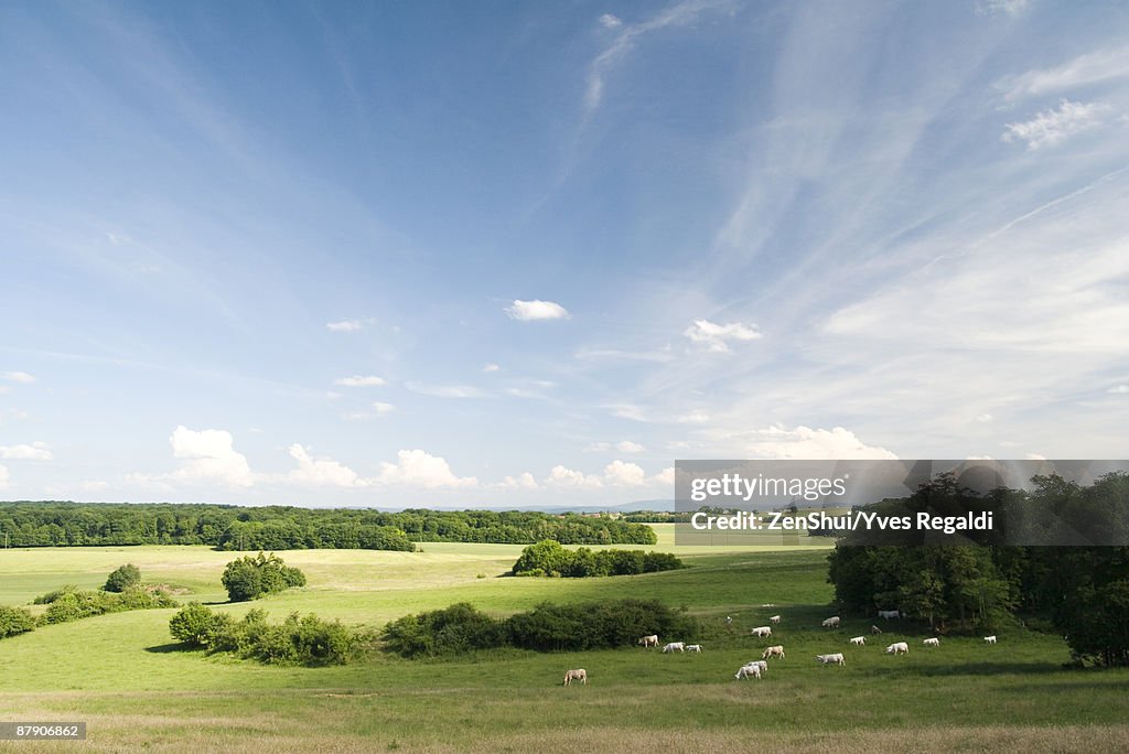 Scenic countryside with cattle grazing in distance
