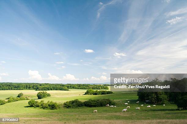 scenic countryside with cattle grazing in distance - scena rurale foto e immagini stock