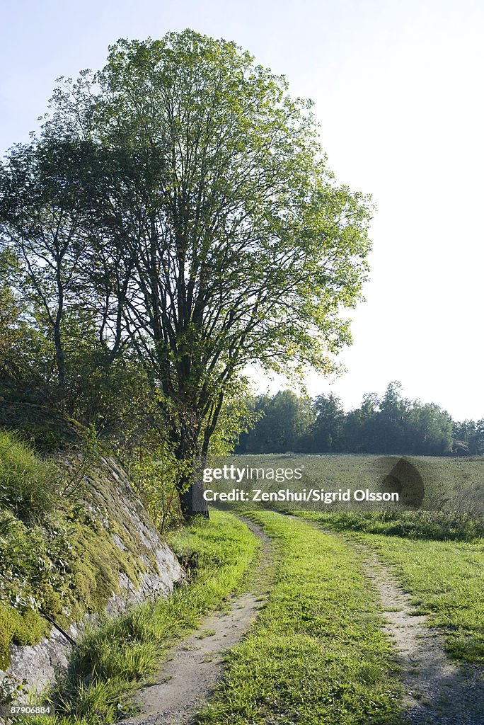 Dirt road through countryside