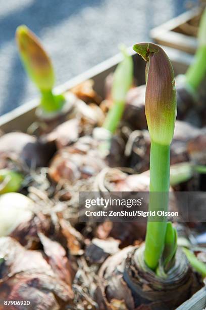 amaryllis sprouting out of bulbs - amaryllis stock-fotos und bilder