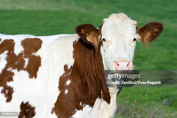 montbeliard cow, portrait - spotted cow stock pictures, royalty-free photos & images