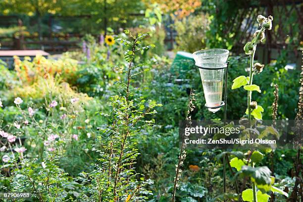 rain gauge in garden - rain garden stock pictures, royalty-free photos & images