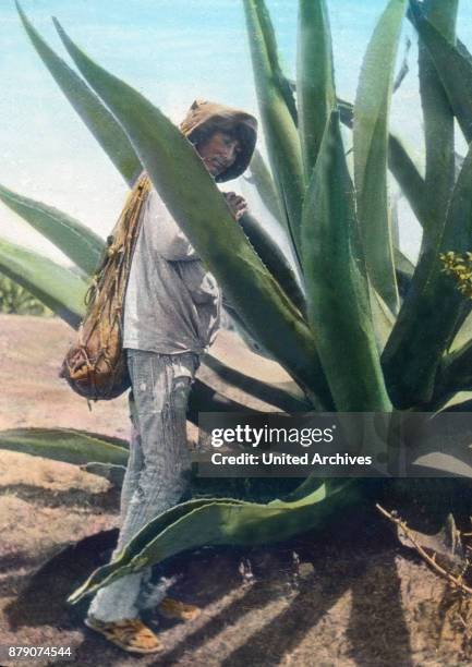 The highest splendor reached the jungle in Brazil on both sides of the Amazon river. This rain green tropical forests, called AUOH Katingawlder...