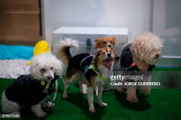 Dogs are pictured during the sixth edition of the "Mi Mascota" fair in Malaga on November 25, 2017. / AFP PHOTO / JORGE GUERRERO